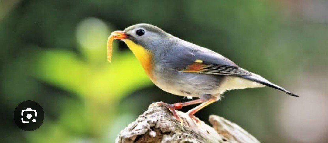 japanse nachtegaal, Plusieurs animaux, Bagué