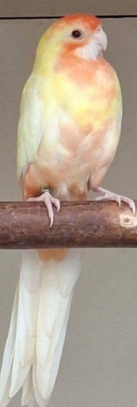 Rechercher un fanion pop, Animaux & Accessoires, Femelle, Perruche, Bagué
