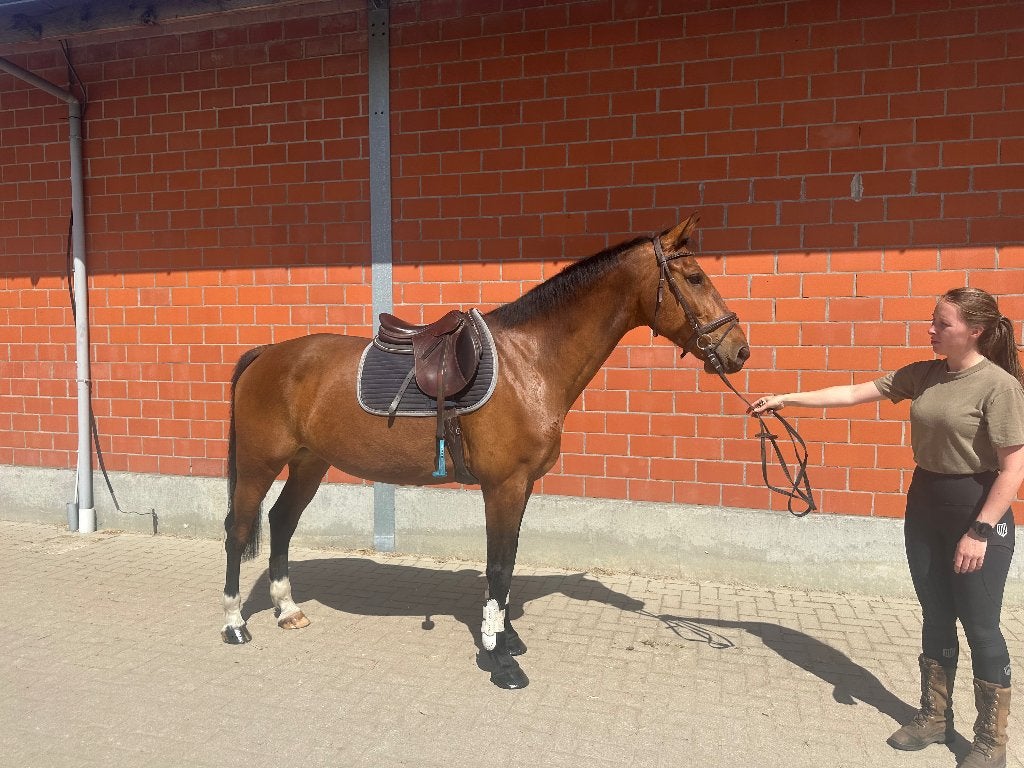 Leuke all around ruin, Animaux & Accessoires, Chevaux, Hongre, L, 170 à 175 cm, 11 ans ou plus, Cheval de saut, Avec pedigree