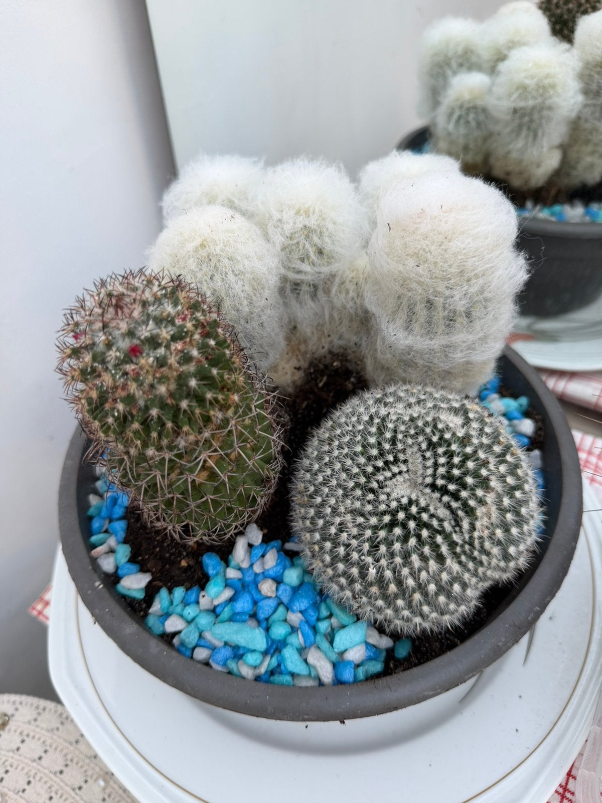 Kaktus, Maison & Meubles, Plantes d'intérieur, Enlèvement