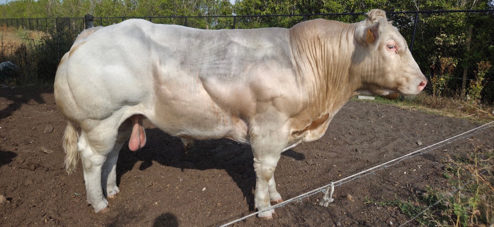 Belgisch wit-blauw stier, Avril, Mâle