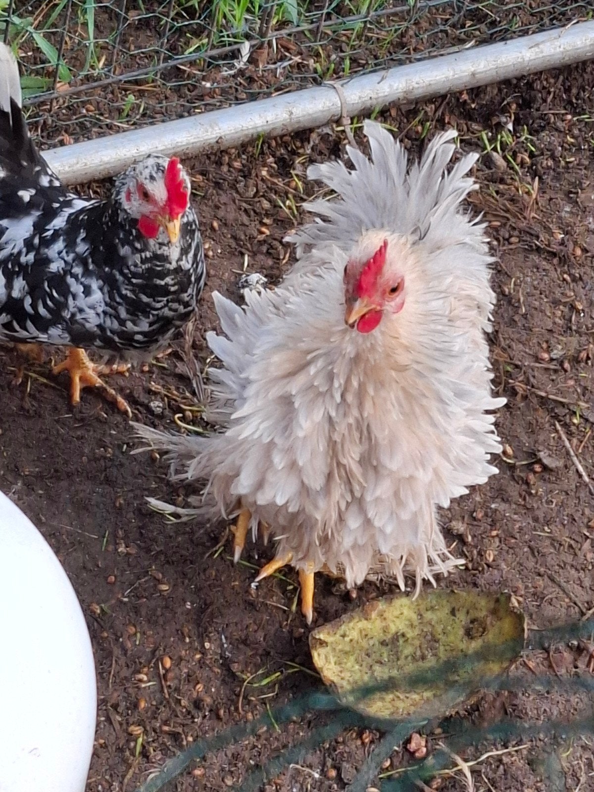 8 broedeieren cochin isabel, Dieren en Toebehoren, Geslacht onbekend, Kip