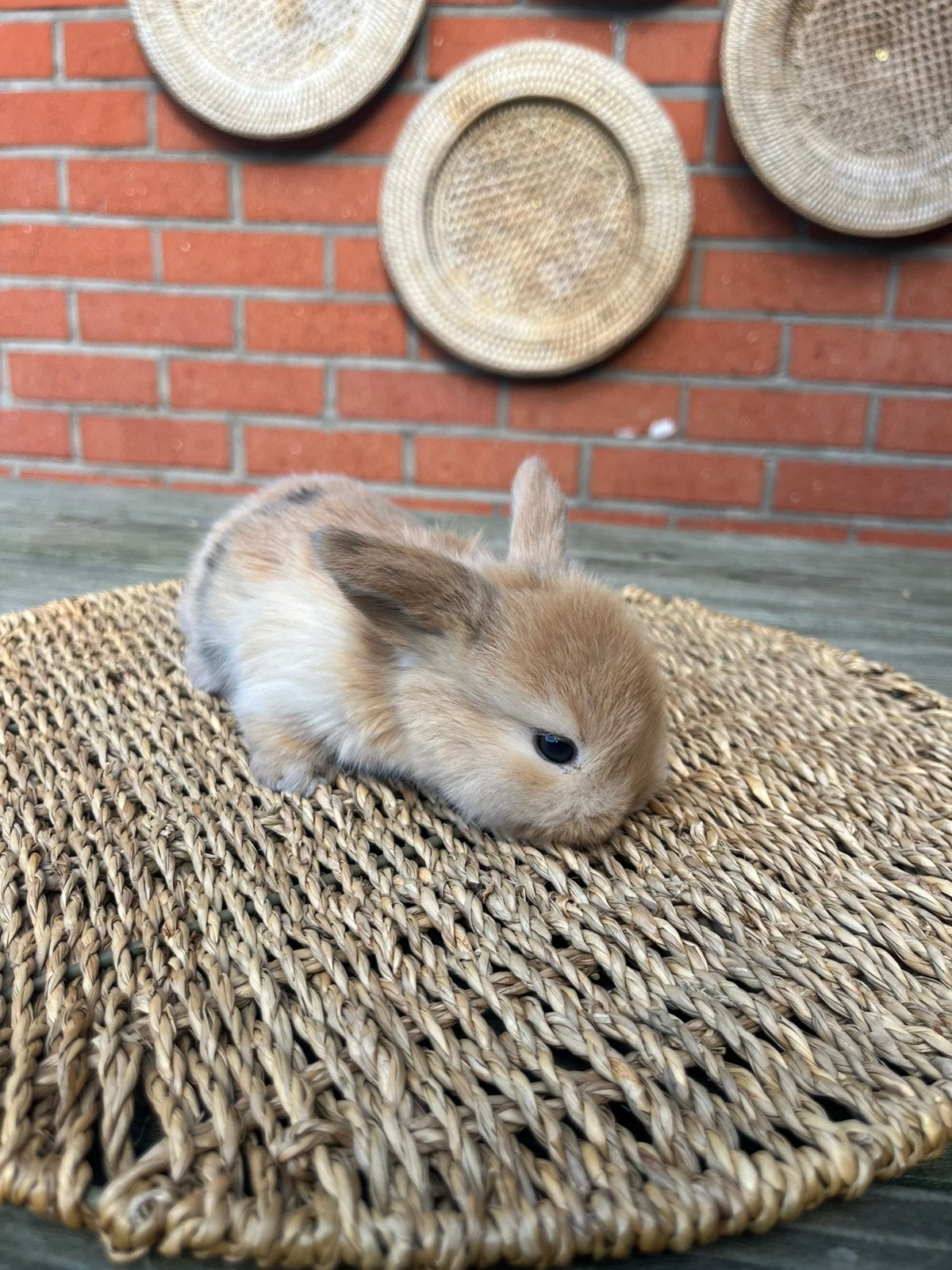 Minilop x nhd, Dieren en Toebehoren, Vrouwelijk, Klein, Hangoor, 0 tot 2 jaar