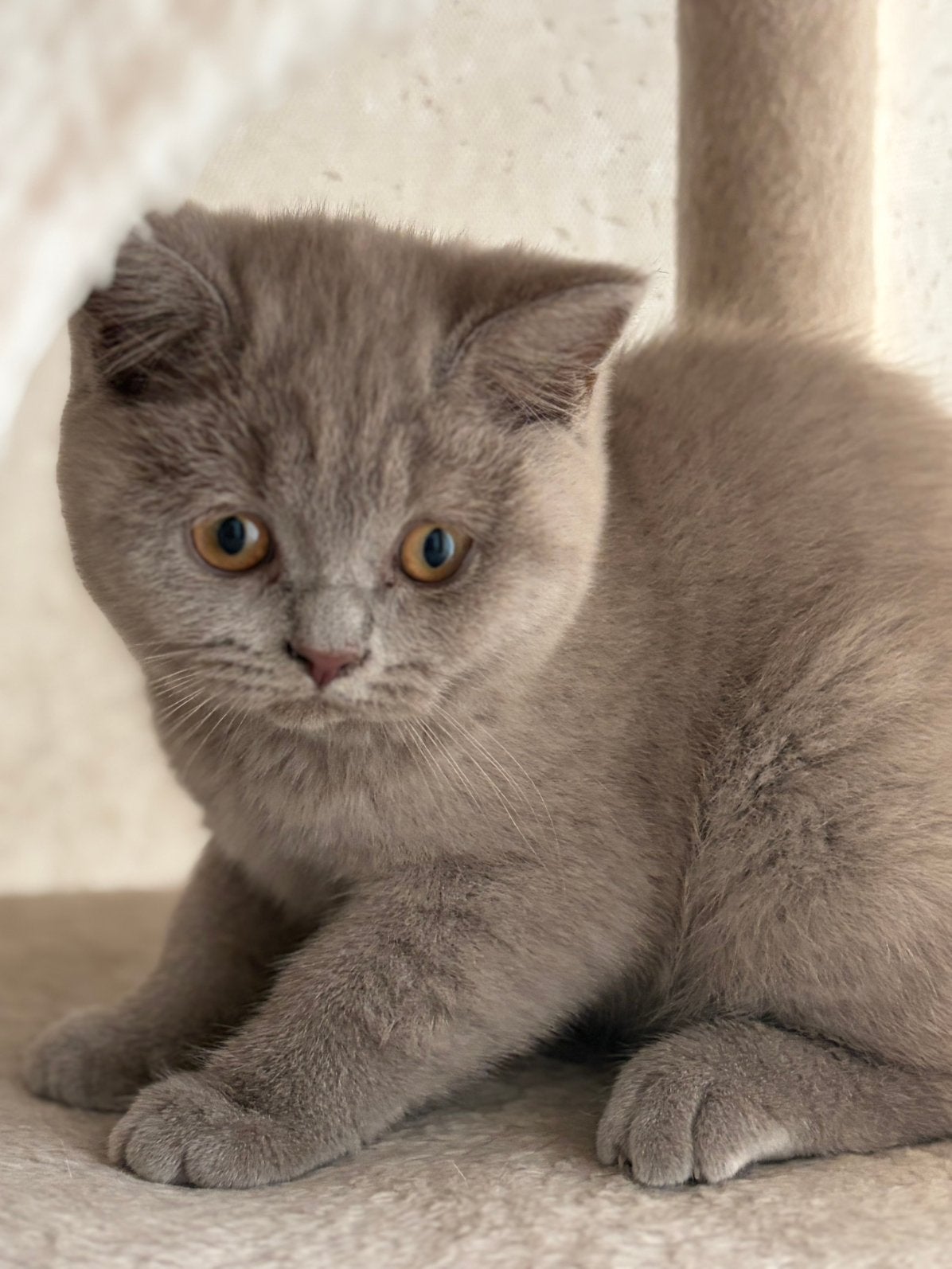 Chatons britanniques à poil court et à poil long, Animaux & Accessoires, Plusieurs animaux, Avec puce électronique, 0 à 2 ans
