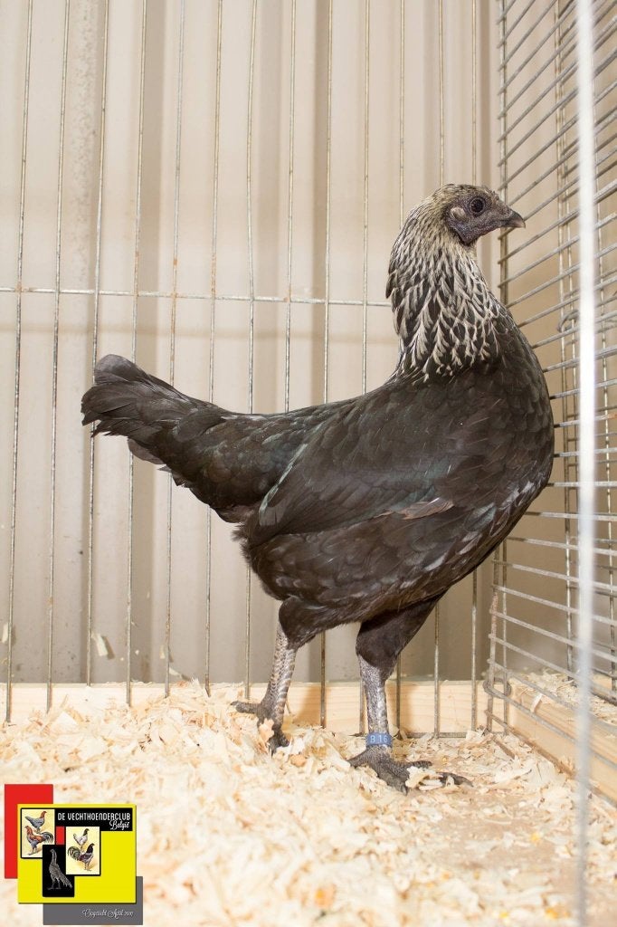 gratis   haantjes, Plusieurs animaux, Poule ou poulet