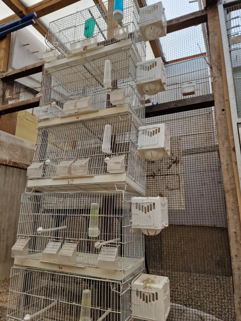 Cage d'élevage et cage d'élevage, Enlèvement