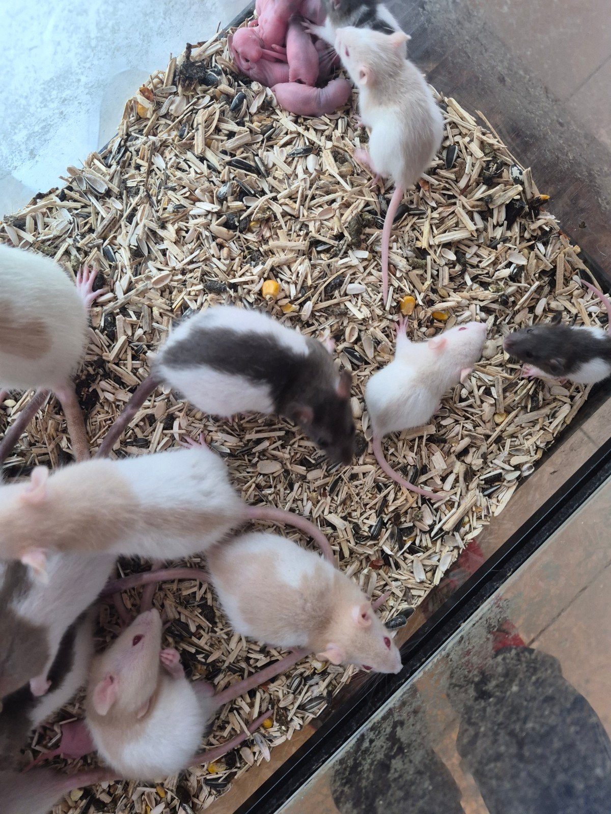 Te koop, Juni, Geslacht onbekend, Rat