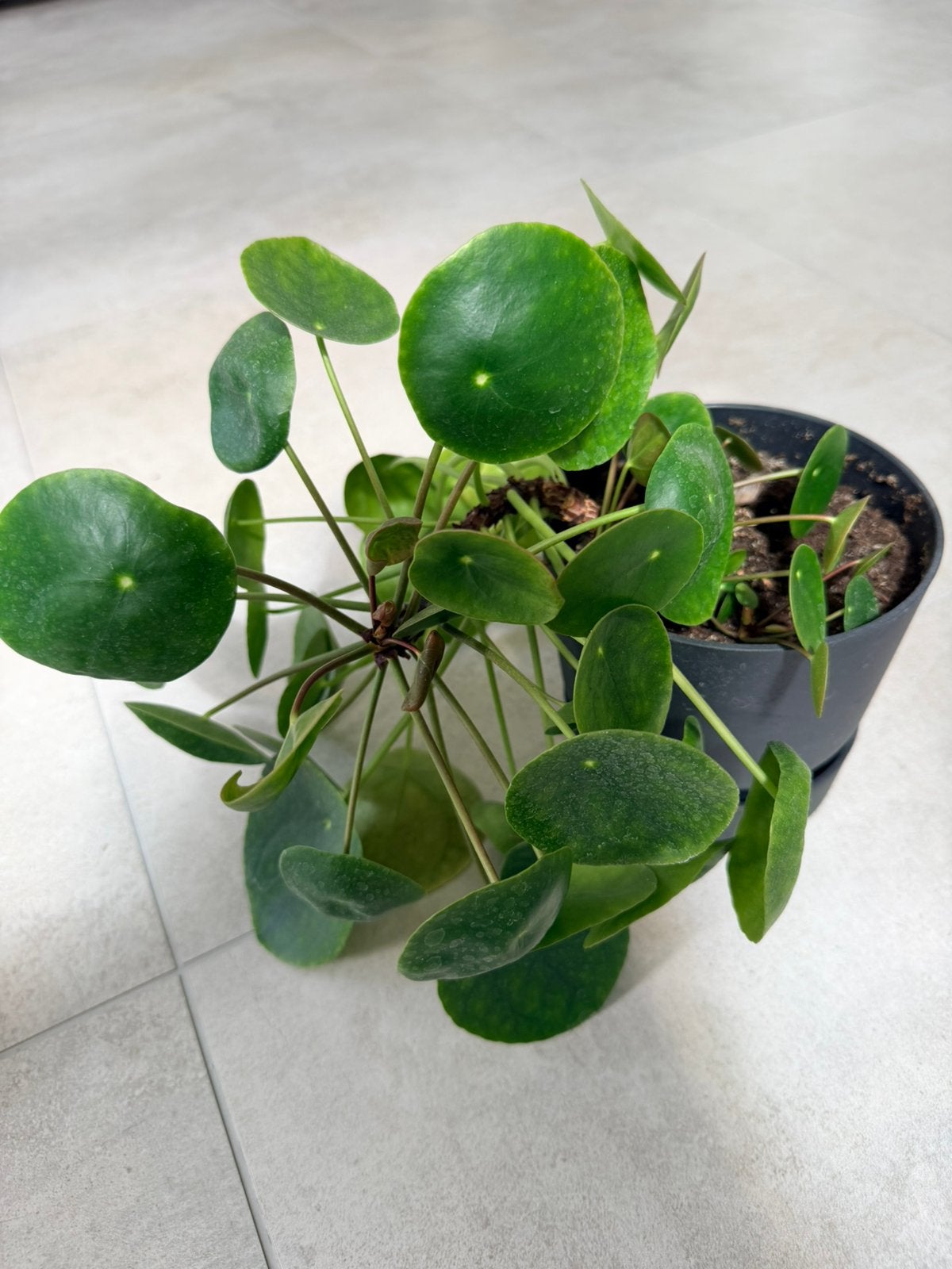 Mooie Pannenkoekenplant (Pilea) + Elho pot, Huis en Inrichting, Kamerplanten, Ophalen