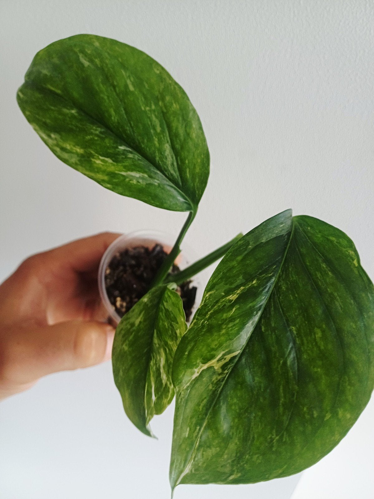 Monstera Lechleriana Albo variegata, Maison & Meubles, Plantes d'intérieur, Autres espèces, Moins de 100 cm, Plante verte, Ombre partielle