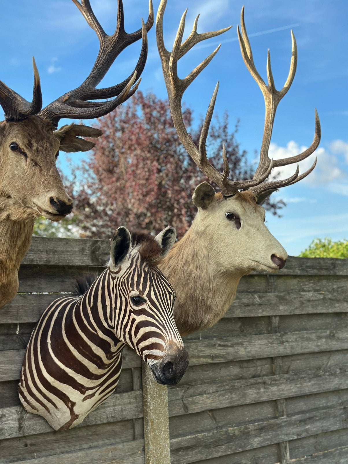 Te koop dieren opgezette, Ophalen