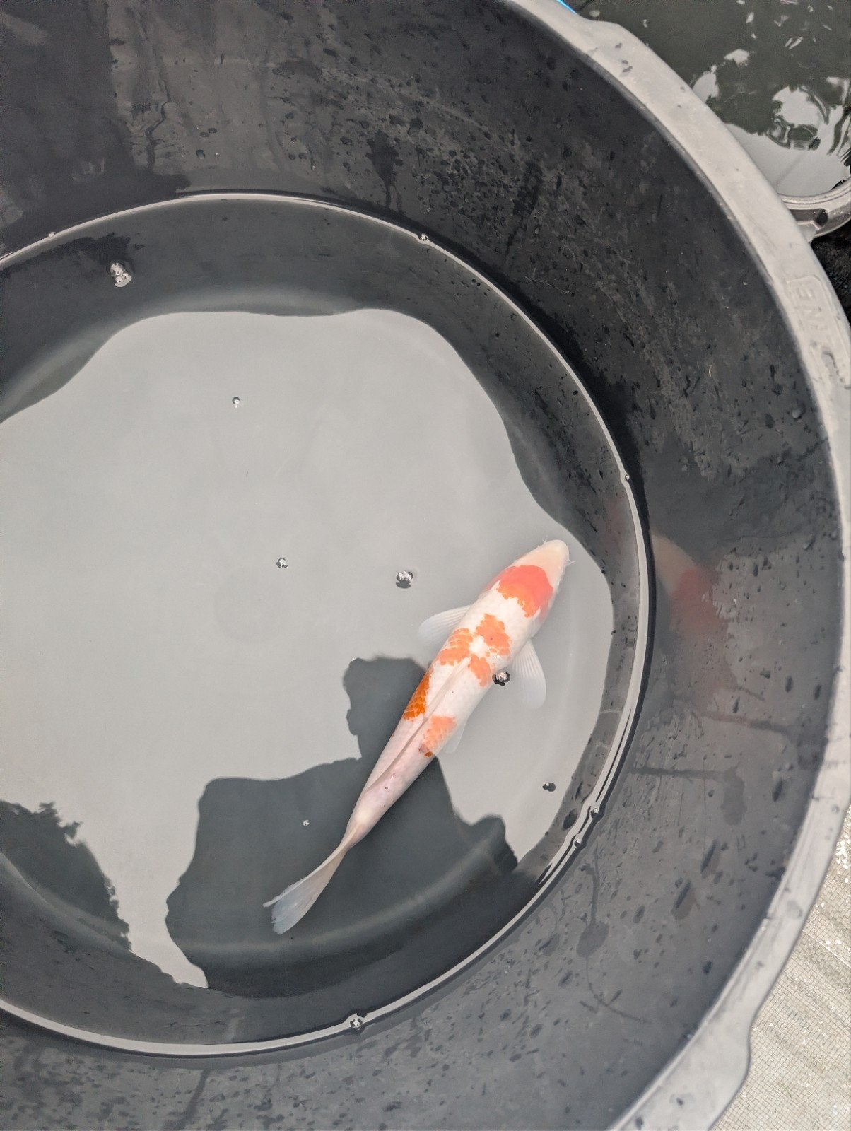 Japanse koi te koop eigen kweek, Carpe ou Koï