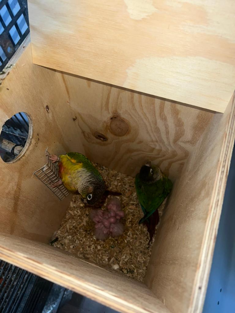 Couple conure reproducteur, Plusieurs animaux, Perroquet, Domestique