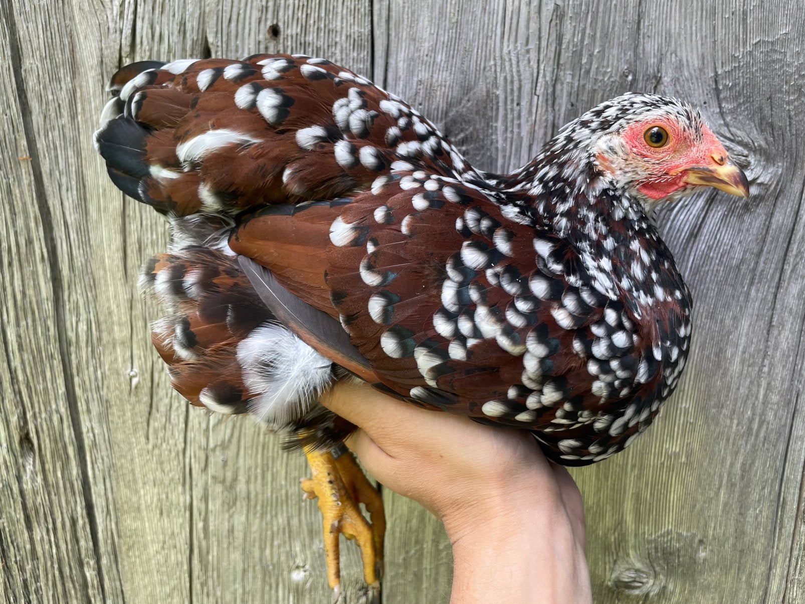 Foktrio Wyandotte kriel roodporselein (blauwgetekend), Plusieurs animaux, Poule ou poulet