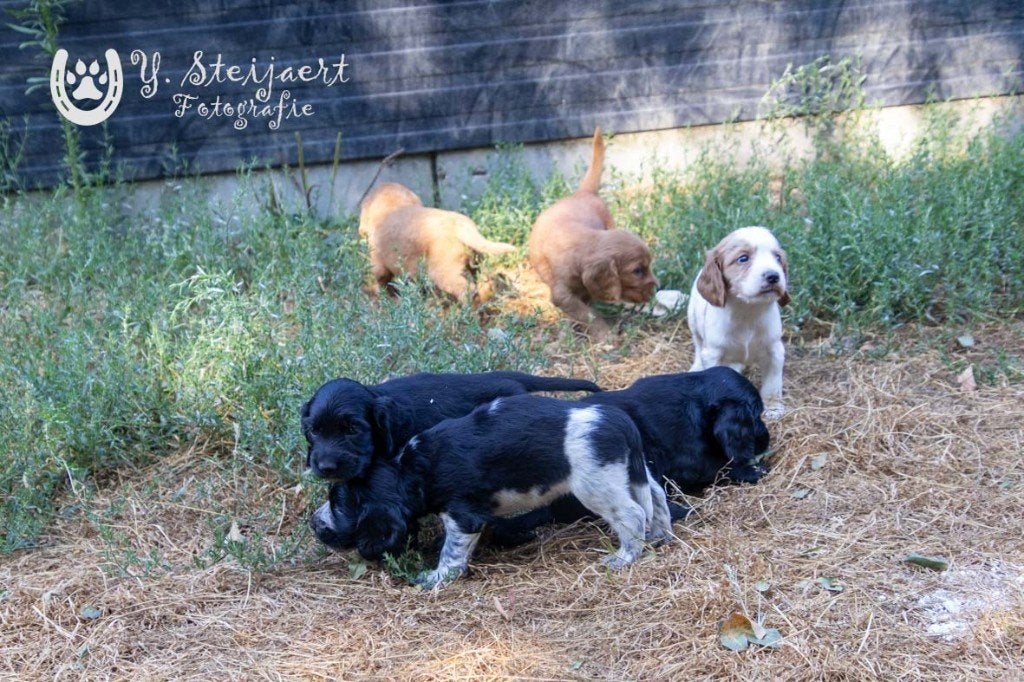 Engelse cocker pups, beide ouders zijn aanwezig, Animaux & Accessoires, Chien (mâle), Maladie de Carré (chiens), Belgique, Plusieurs