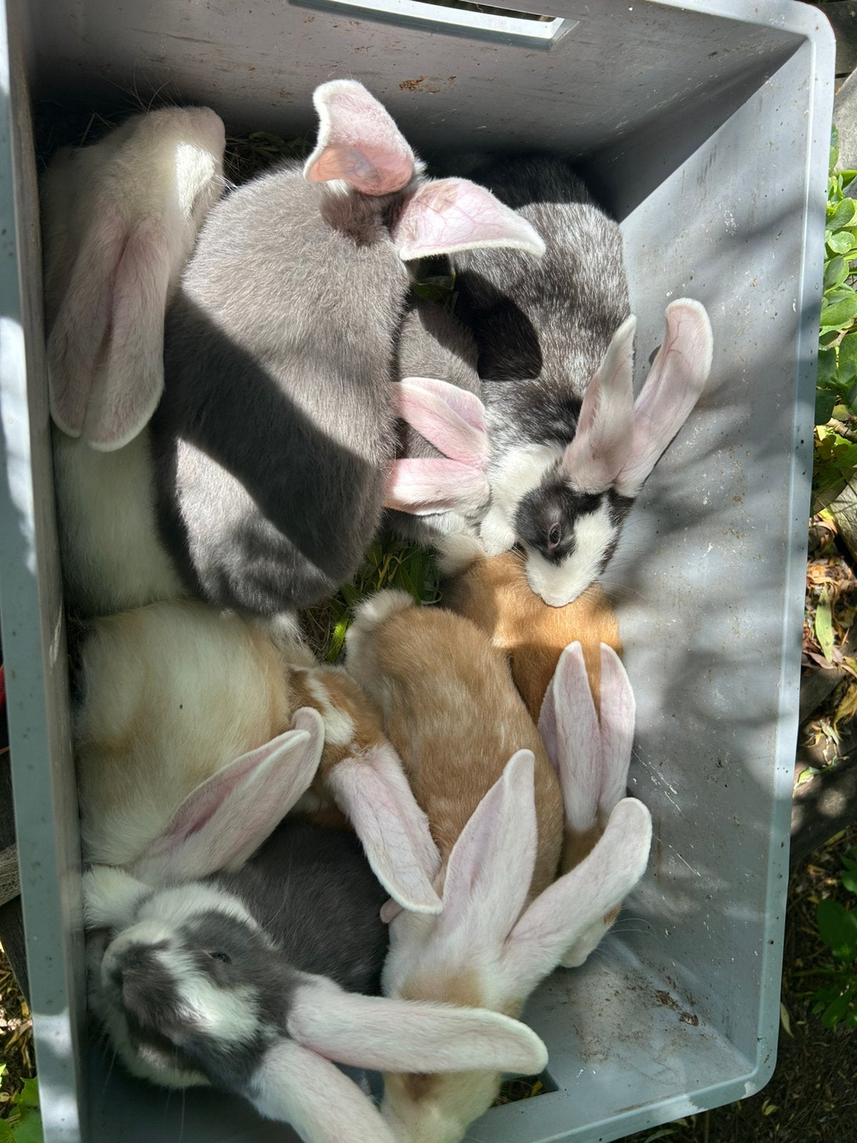 Jonge Duitse Reuzen ., Meerdere dieren, Groot, 0 tot 2 jaar