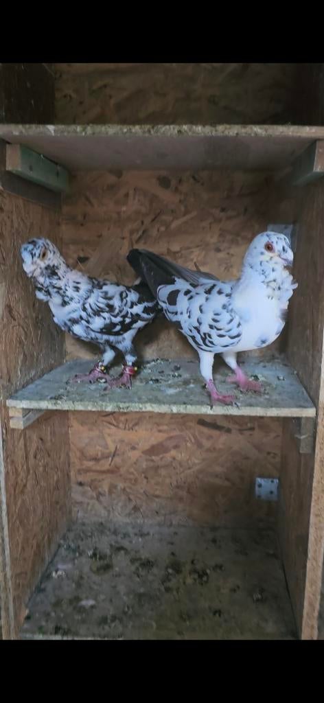 حمام سوري, Dieren en Toebehoren