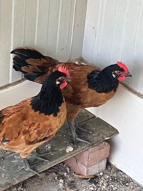 Jonge haantjes Vorwerk, Animaux & Accessoires, Volatiles