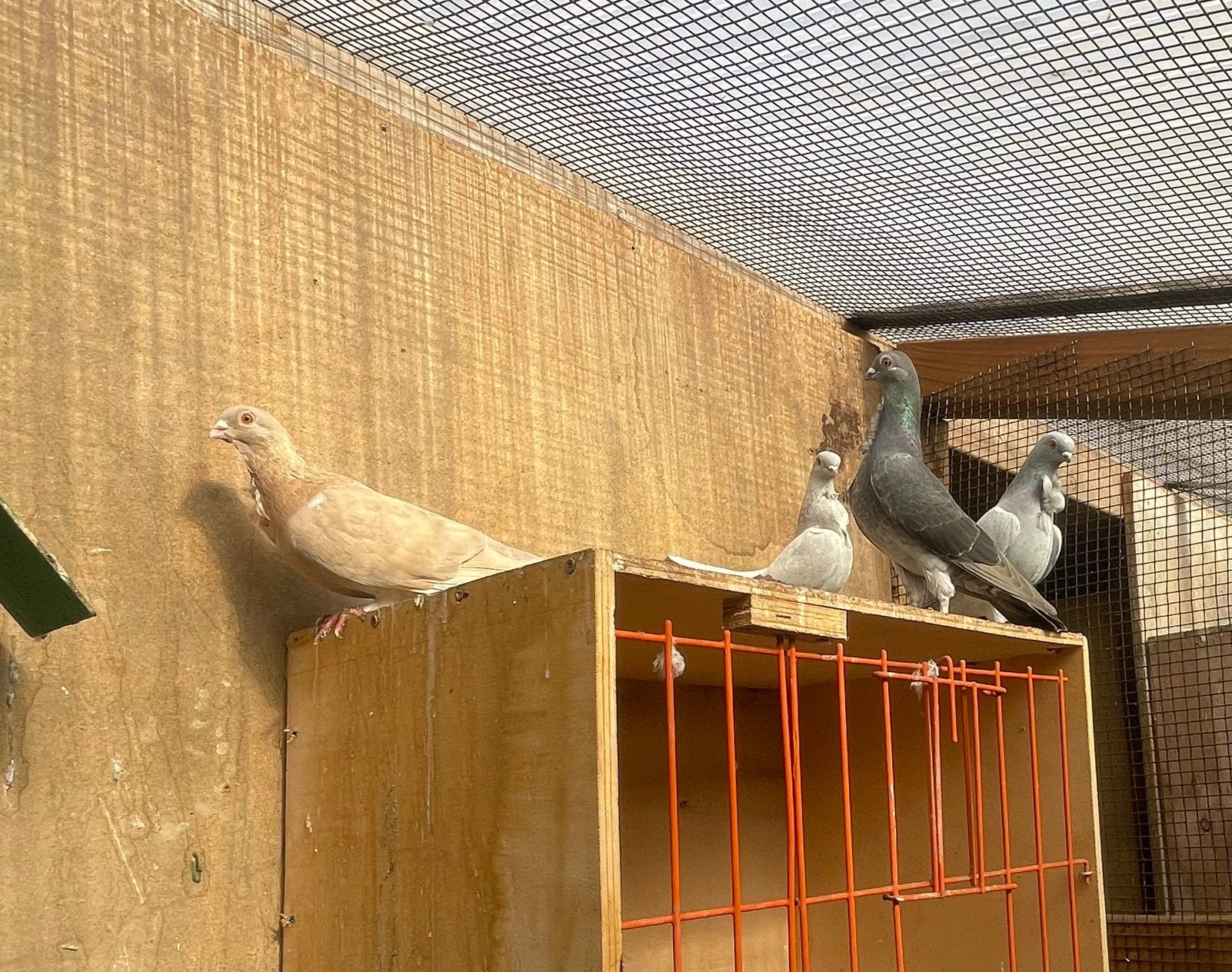 Twee koppels figurita ‘s, Meerdere dieren, Overige soorten