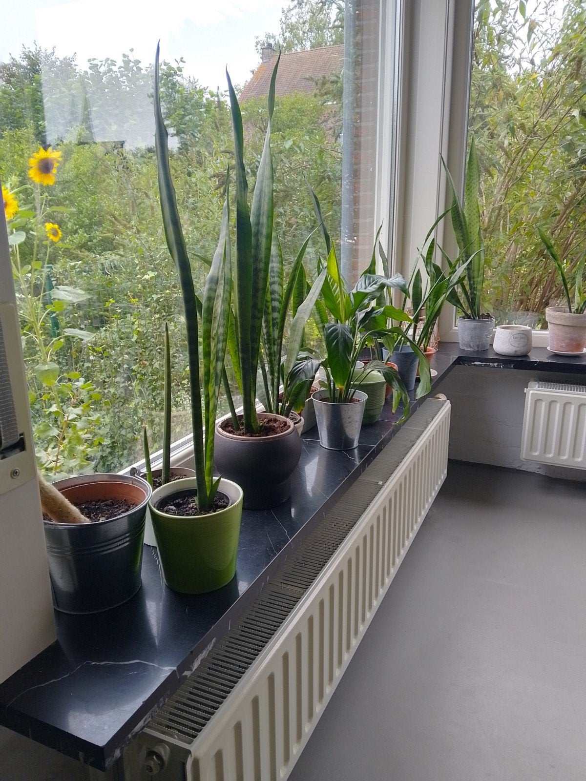 ideale plant voor op kot: Sanseveria, Enlèvement, Moins de 100 cm