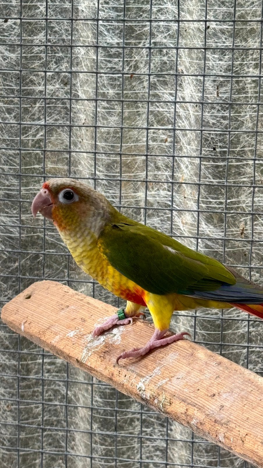 Pyrrhura / Conure ananas, Animaux & Accessoires, Mâle