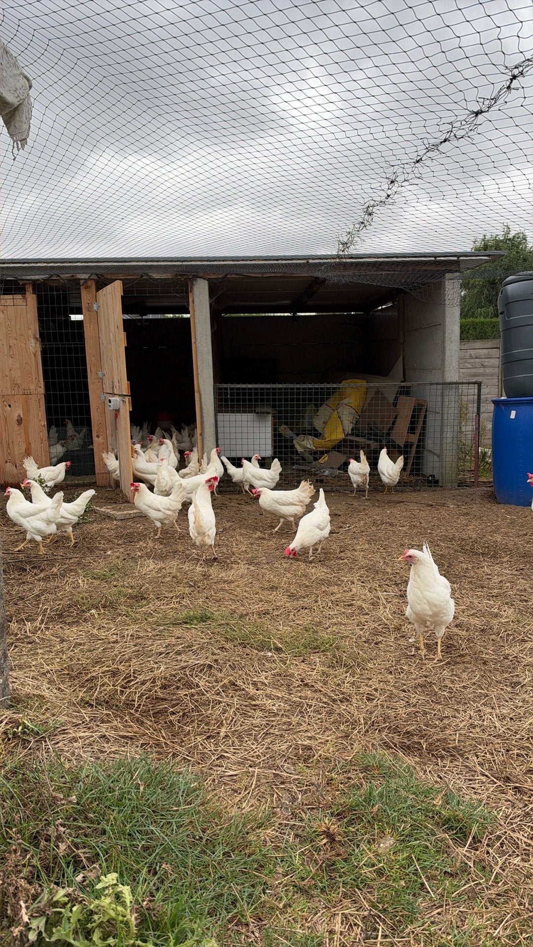 Poules Leghorn, Animaux & Accessoires, Femelle, Poule ou poulet