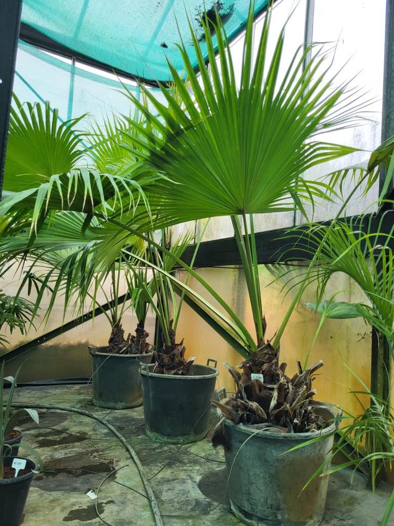 Livistona chinensis, stam 20cm, totaal  2m, Ophalen