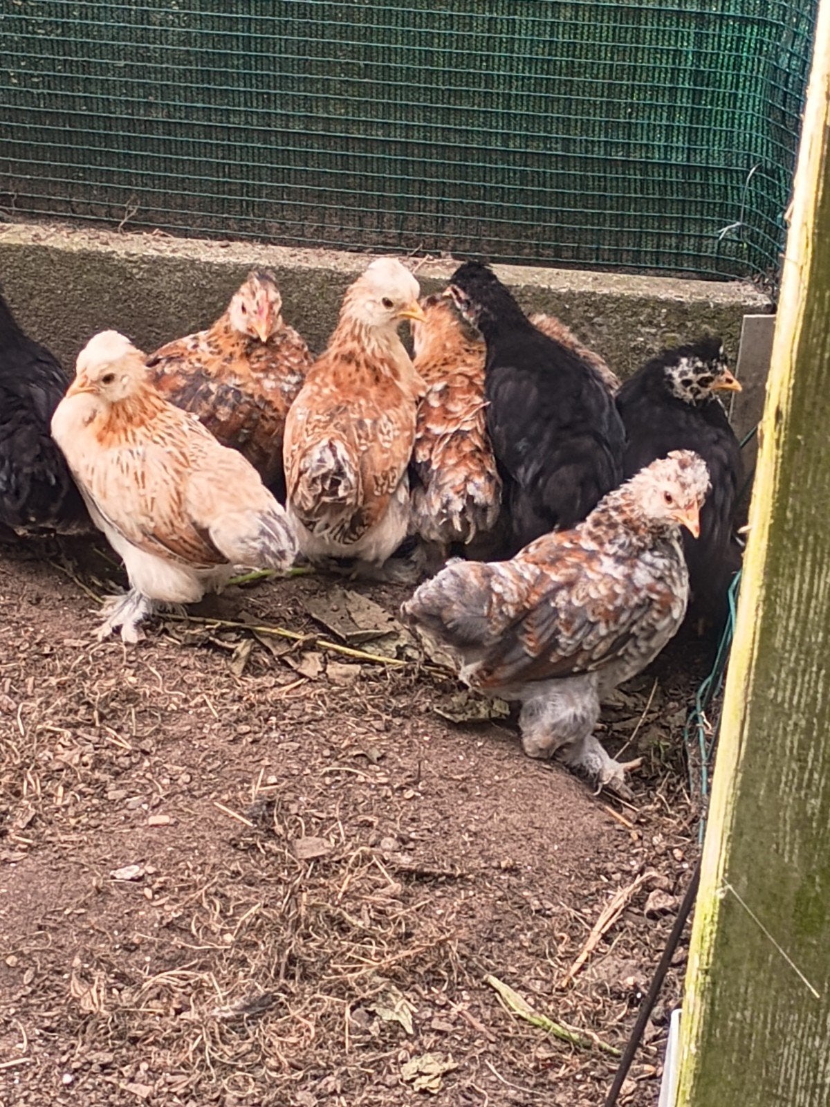 Jonge cochin kriel hennetjes., Dieren en Toebehoren, Pluimvee