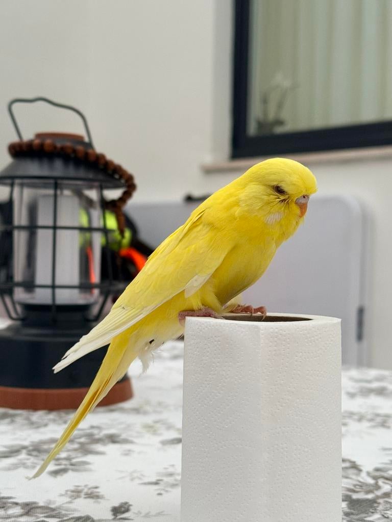 Engelse grasparkiet zeer tam, Dieren en Toebehoren, Geslacht onbekend, Tam