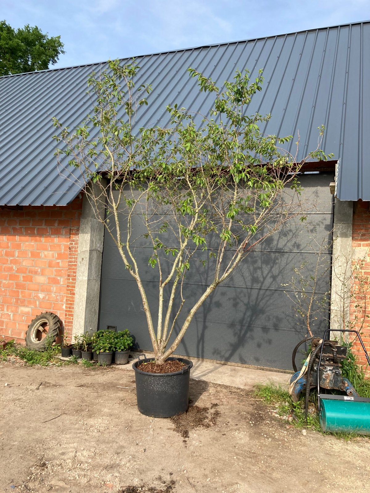 Meerstammige Prunus accolade, Tuin en Terras, Ophalen