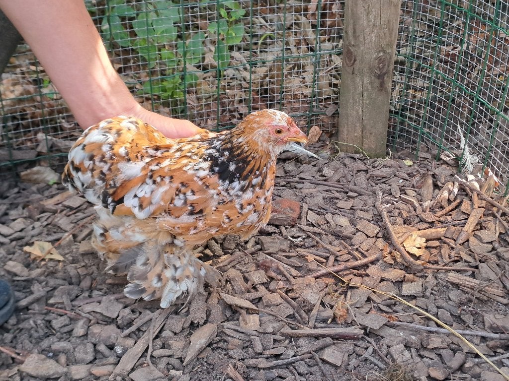 Cochin hen, Dieren en Toebehoren, Pluimvee, Vrouwelijk, Kip