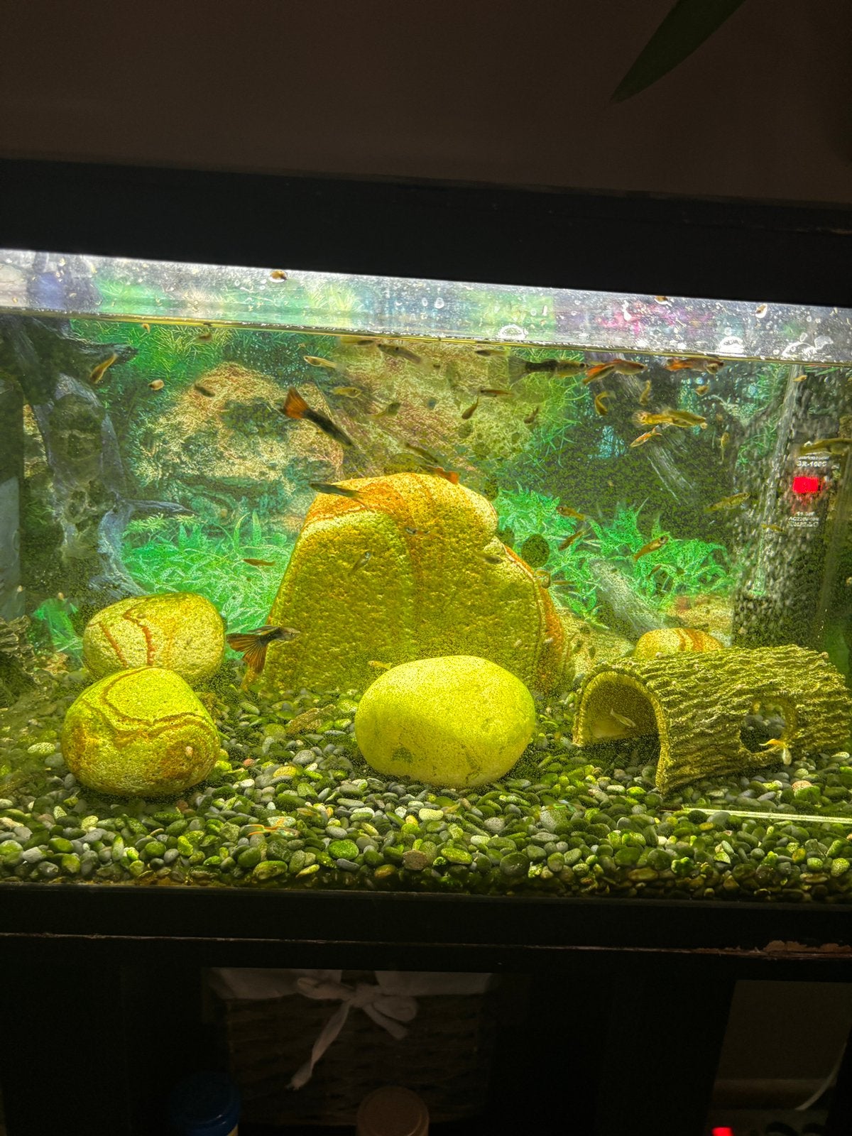 Aquarium en guppy’s, Animaux & Accessoires, Poissons | Aquariums & Accessoires, Enlèvement, Chauffage, Comme neuf, Filter