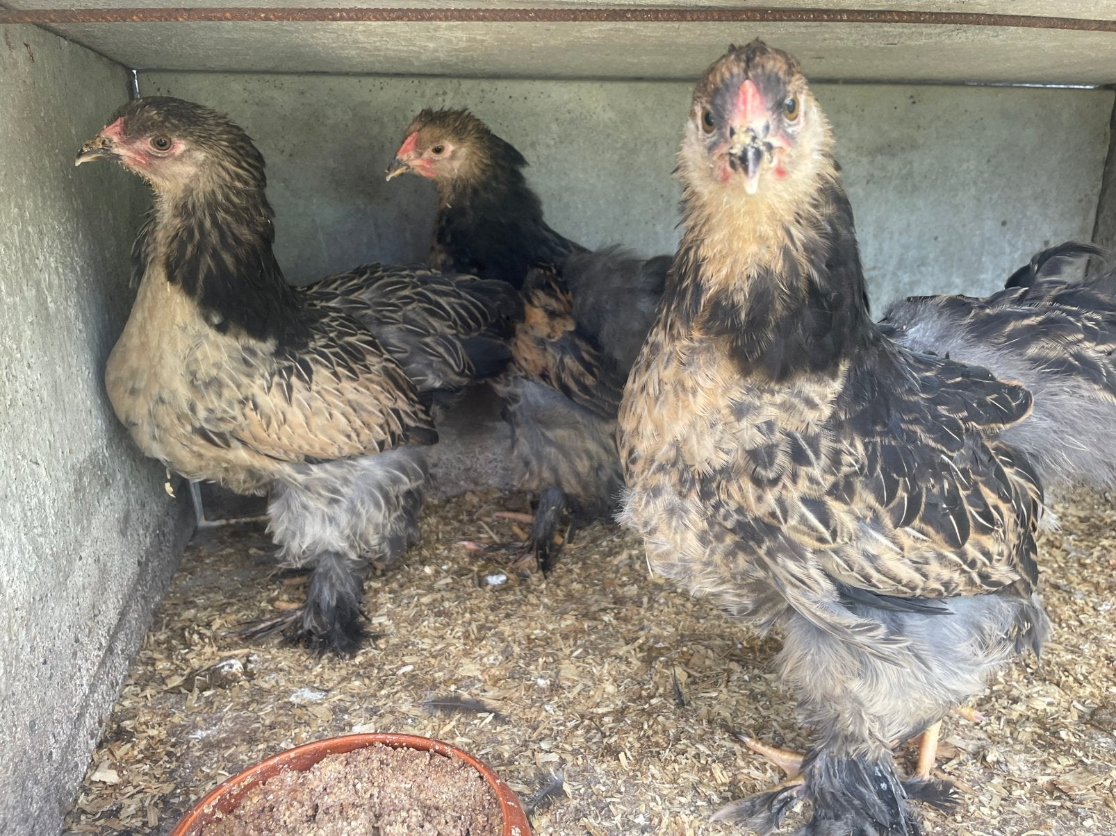 Poussins brahma, Mâle, Poule ou poulet