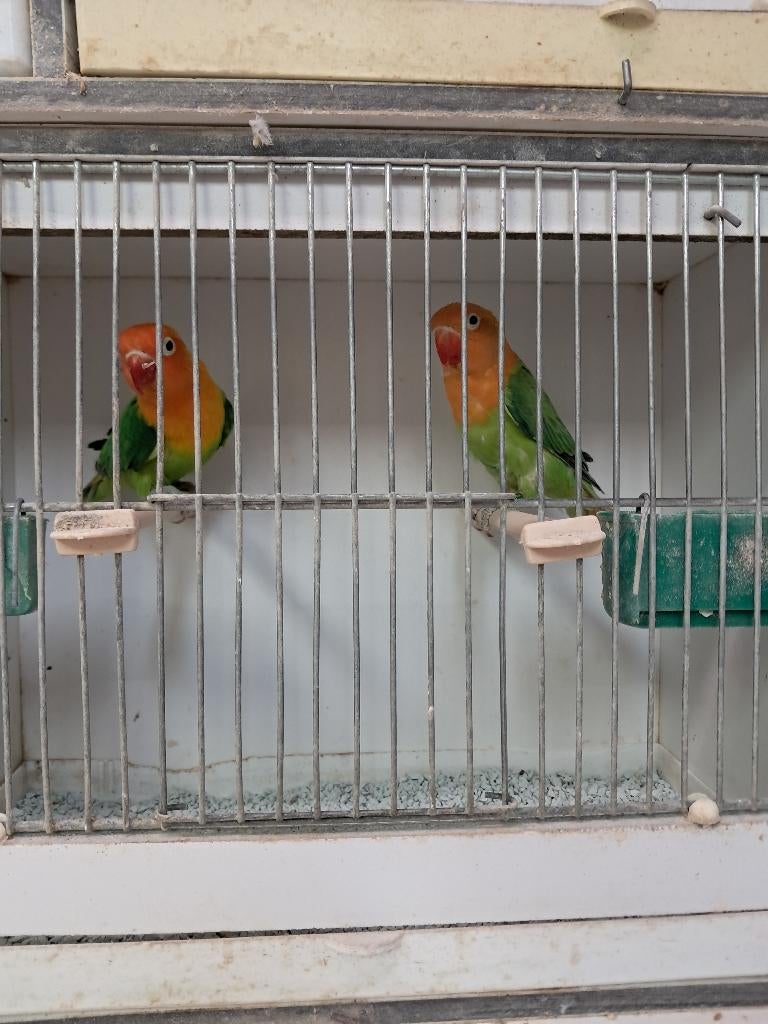 Koppel opaline fischeri, agaporniden, parkieten, vogels, Dieren en Toebehoren, Meerdere dieren, Dwergpapegaai of Agapornis, Geringd
