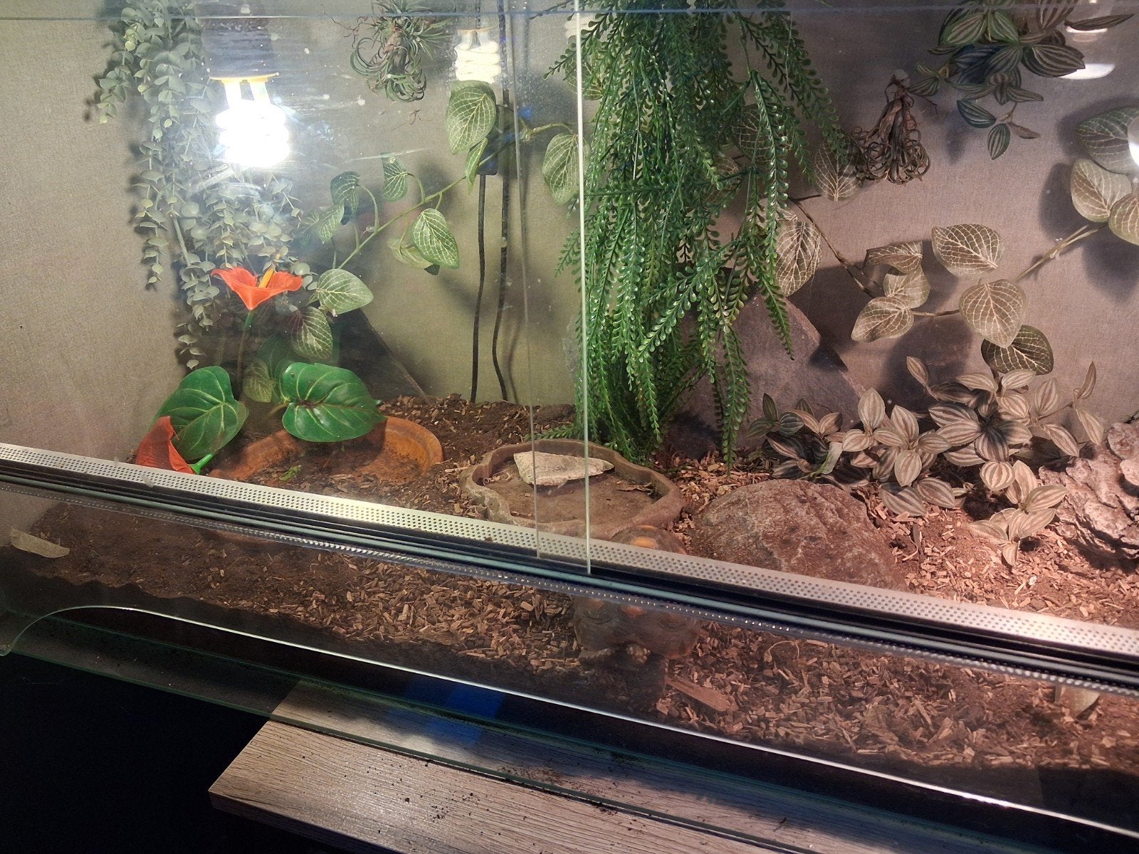 terrarium, Animaux & Accessoires, Enlèvement