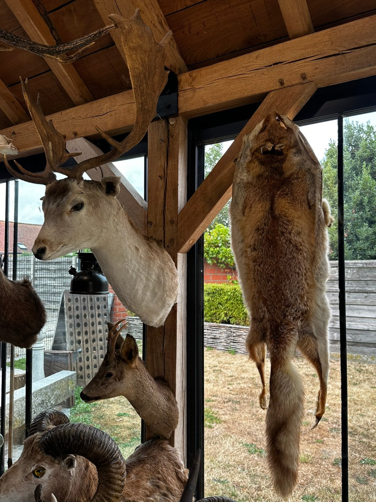 Opgezette dieren te koop, Enlèvement
