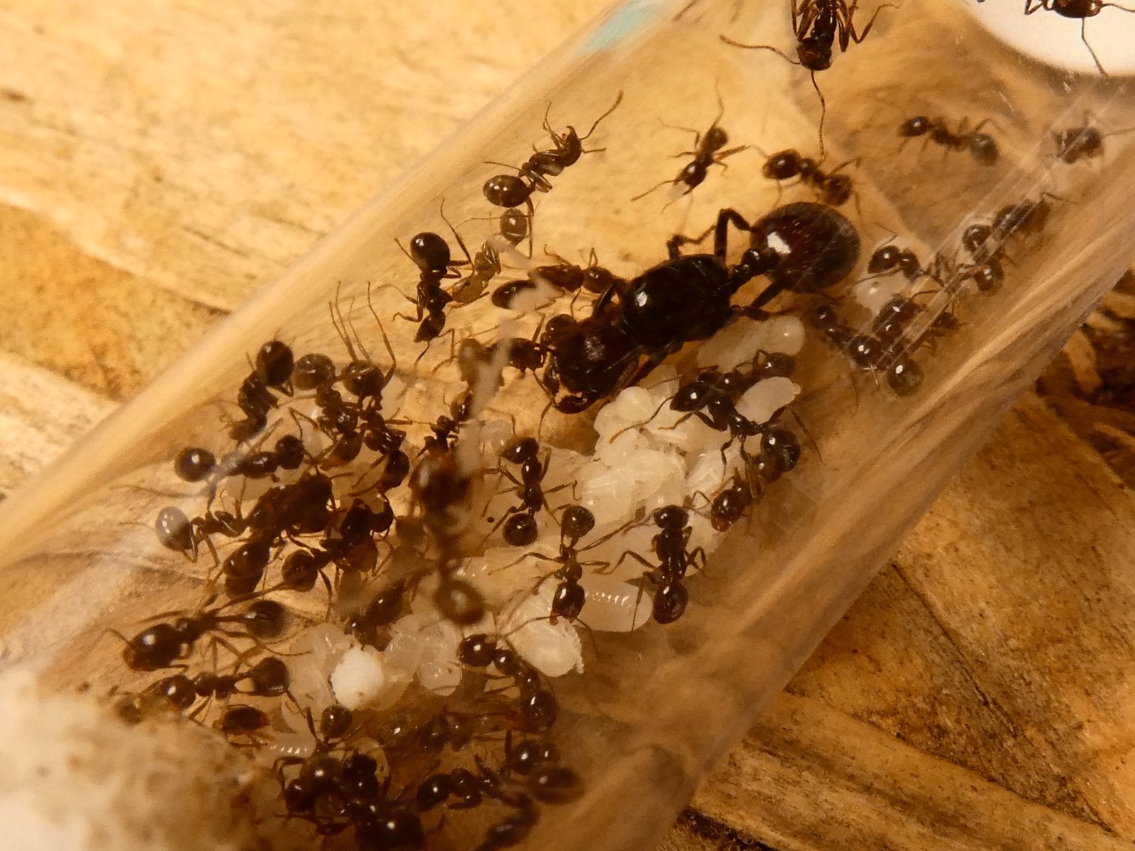 Messor barbarus kolonies 15-30 Werksters, Dieren en Toebehoren, Insecten en Spinnen, Mieren