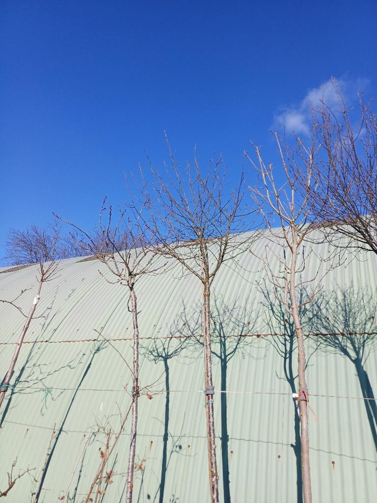Prunus eminens umbraculifera hoogstam bolvorm, Ophalen, In pot