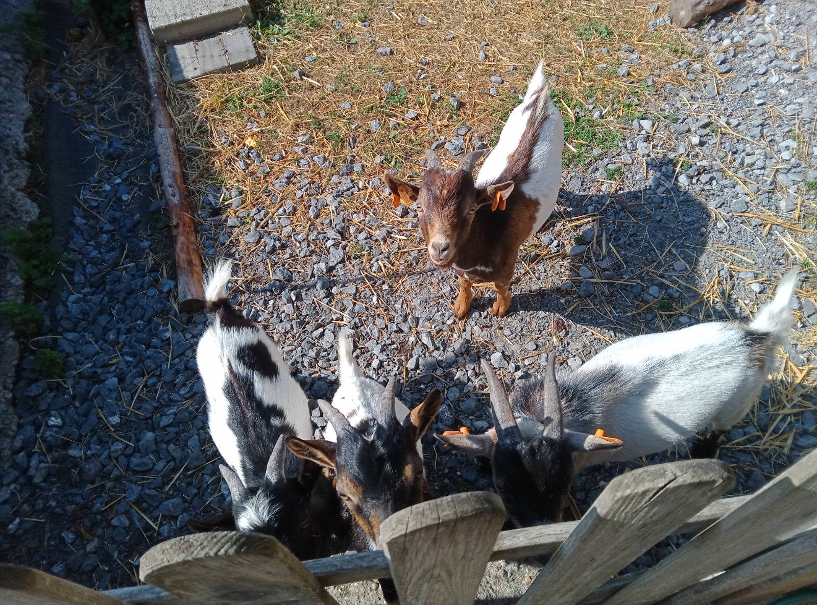 Chevreaux nains, Mâle, Chèvre, 0 à 2 ans