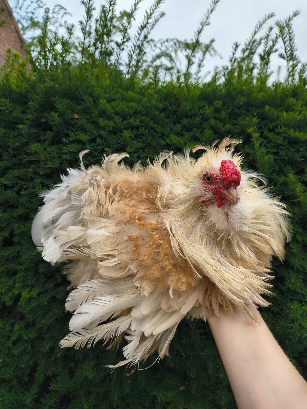 USA zijdehoen krulveer haantje, Dieren en Toebehoren, Mannelijk, Kip