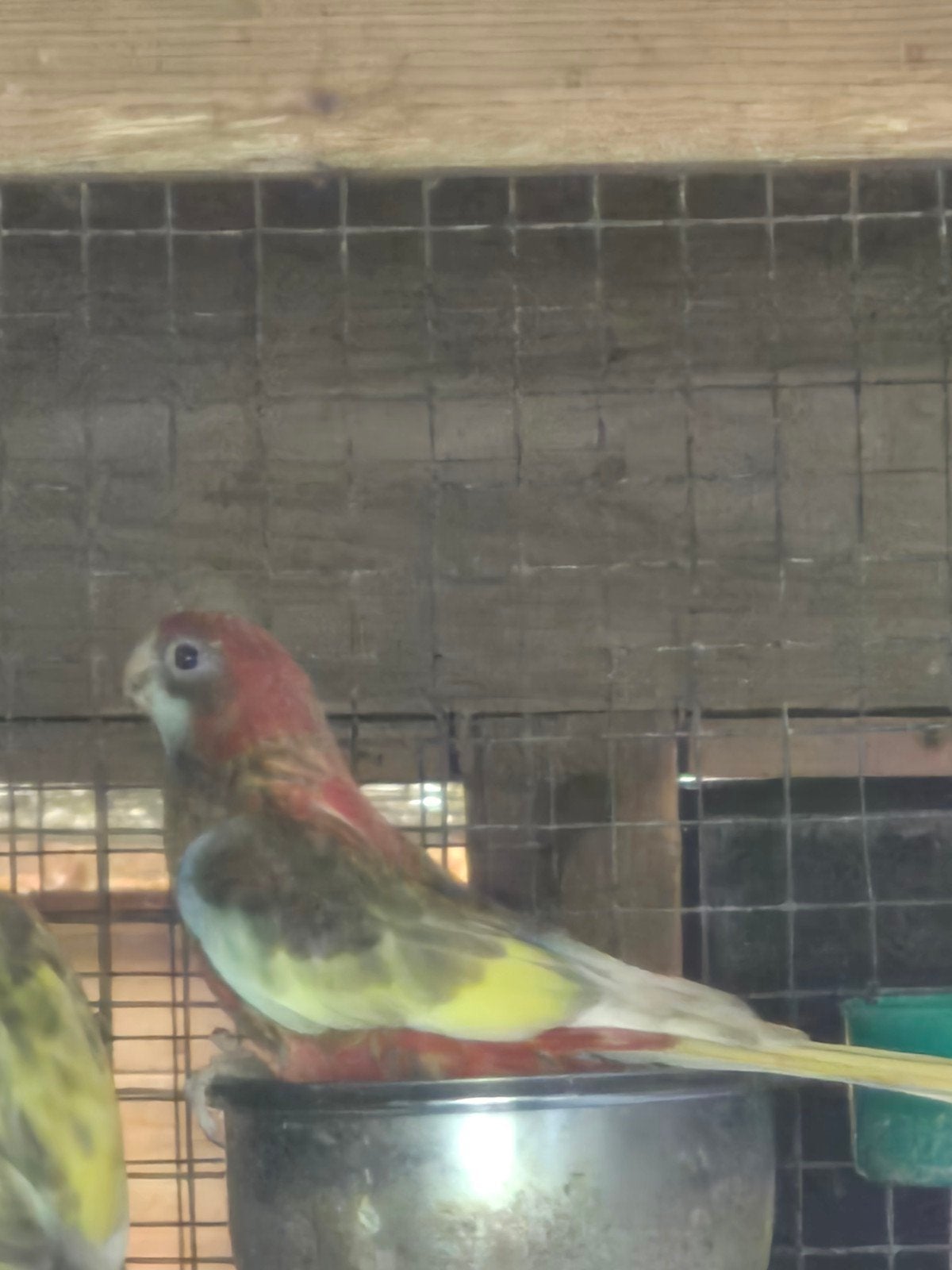 Rosella's, Dieren en Toebehoren