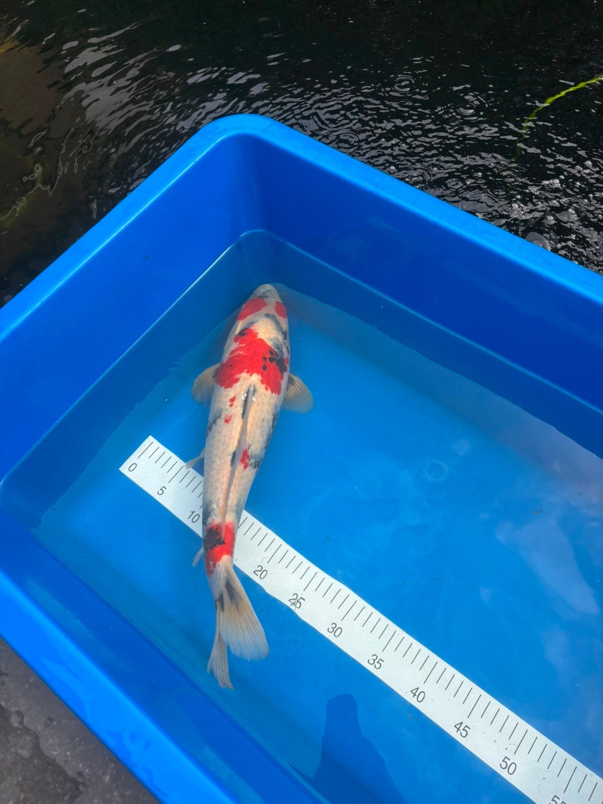 Nisai showa van Isa., Dieren en Toebehoren