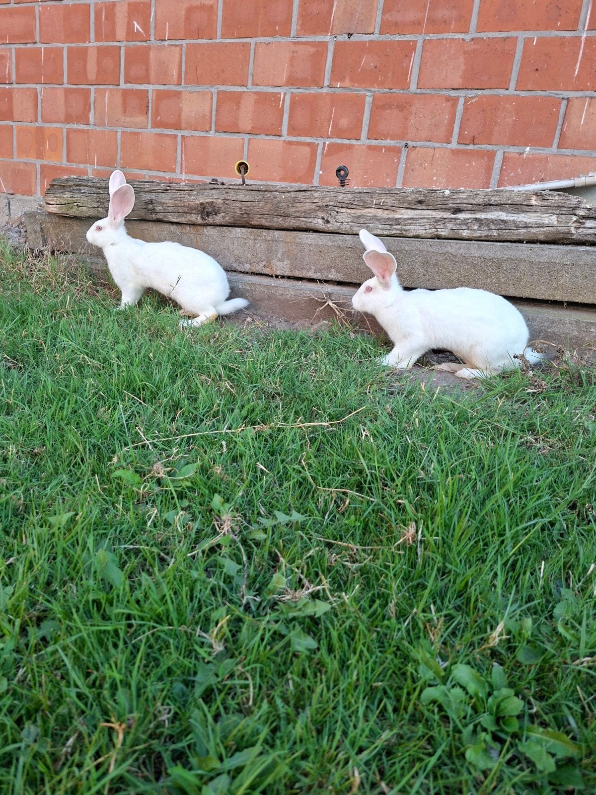 Vlaamse reuzen te koop, Plusieurs animaux, Grand, 0 à 2 ans