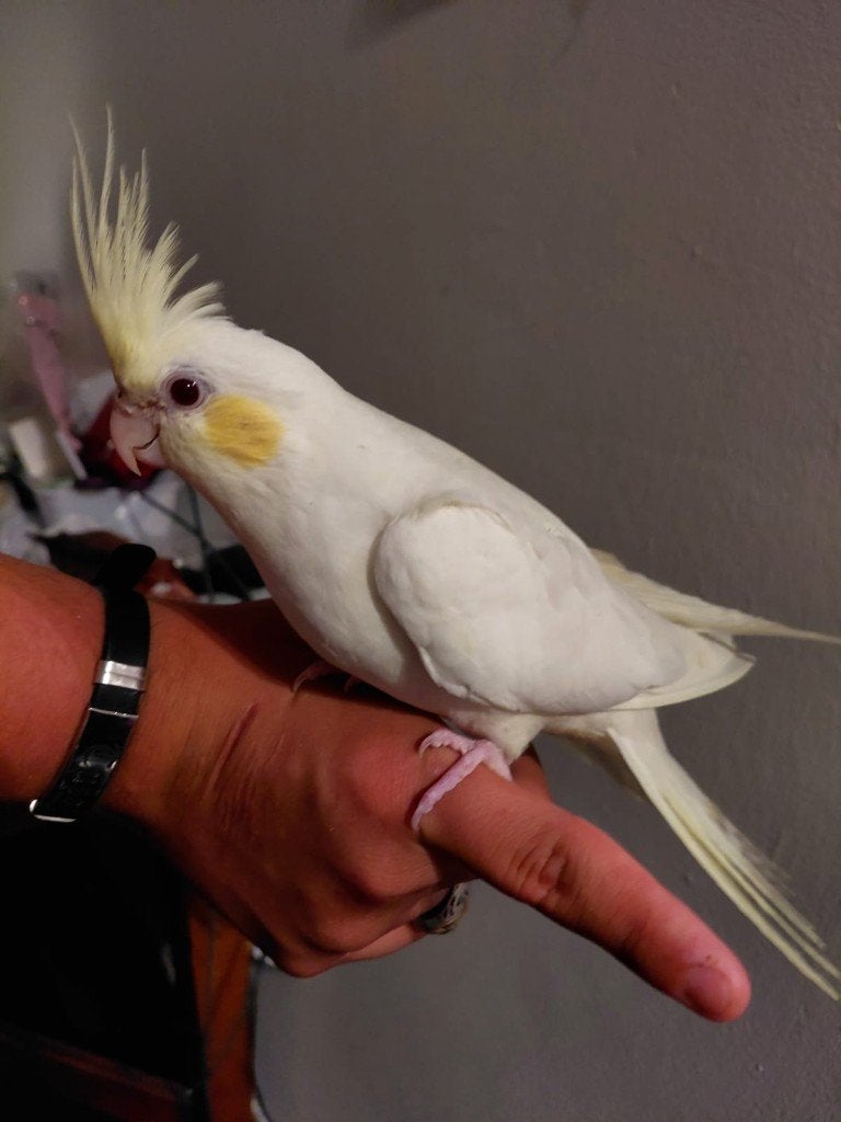 Jonge handtamme EAM valkparkieten met DNA certificaat, Dieren en Toebehoren, Vogels | Parkieten en Papegaaien, Parkiet, Meerdere dieren