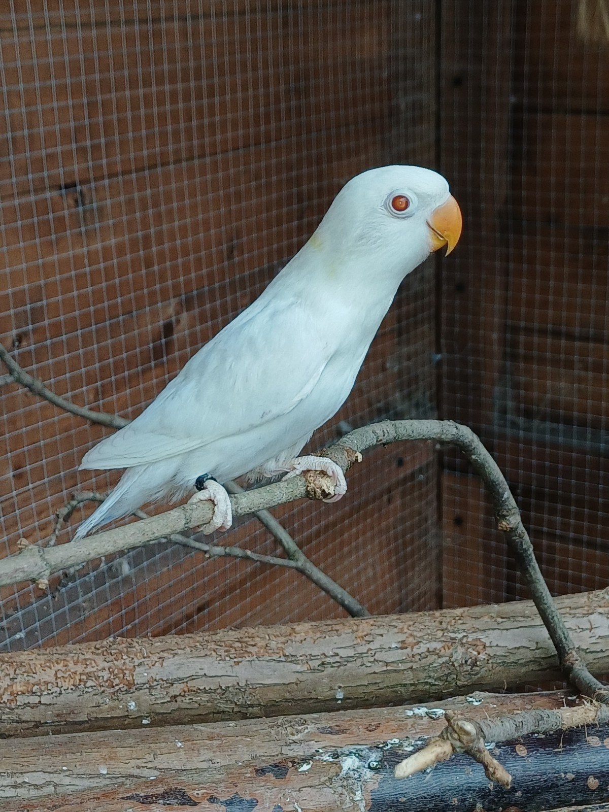zeer prachtige witte albino jong