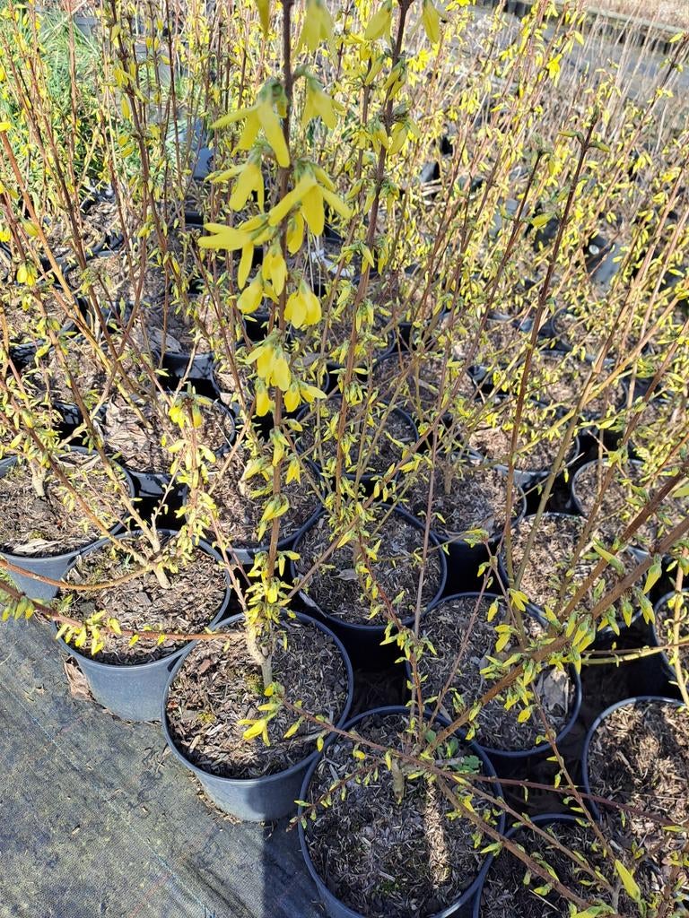 Forsythia, Tuin en Terras, Ophalen