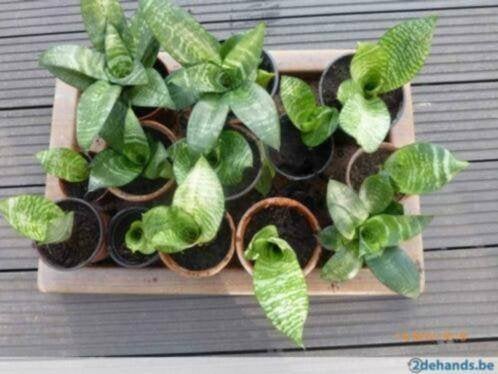 Aloë Vera - Sanseveria - Pannenkoekenplant - Cactus, Groene kamerplant, Ophalen of Verzenden, Vetplant, In pot