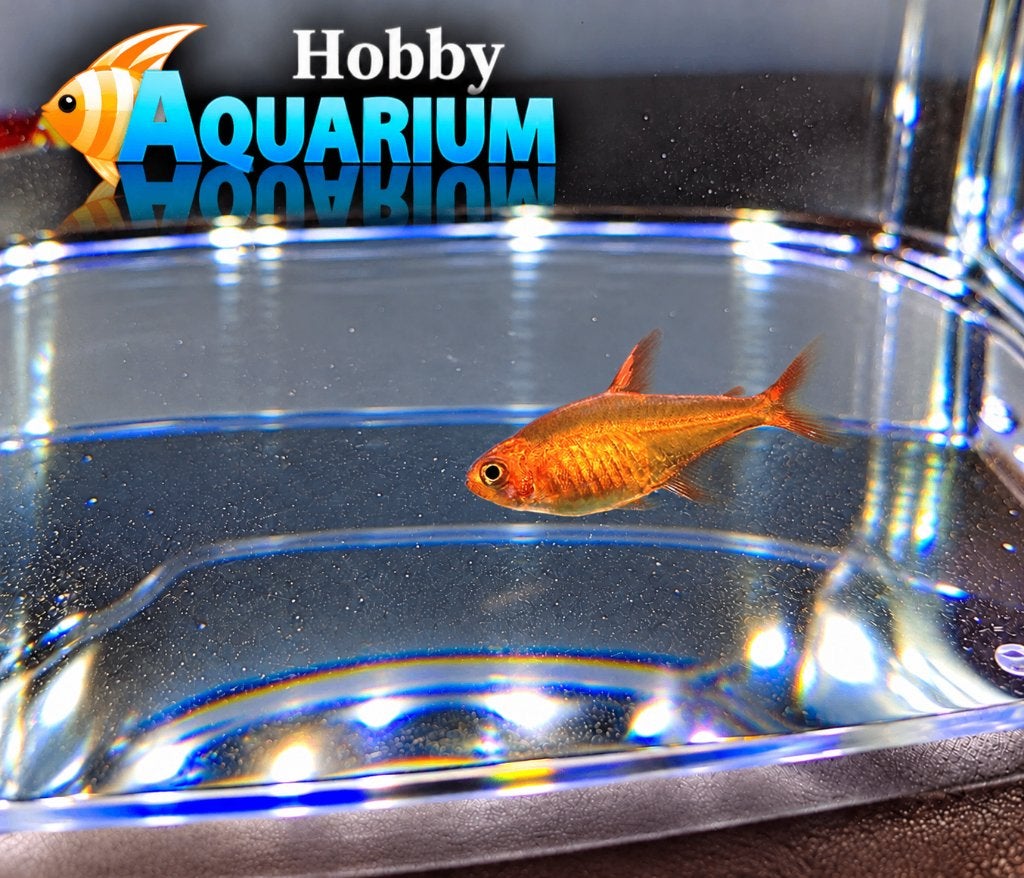 Hobbyaquarium vuurtetra kleine speelse visjes, Dieren en Toebehoren, Vis, Zoetwatervis, Schoolvis
