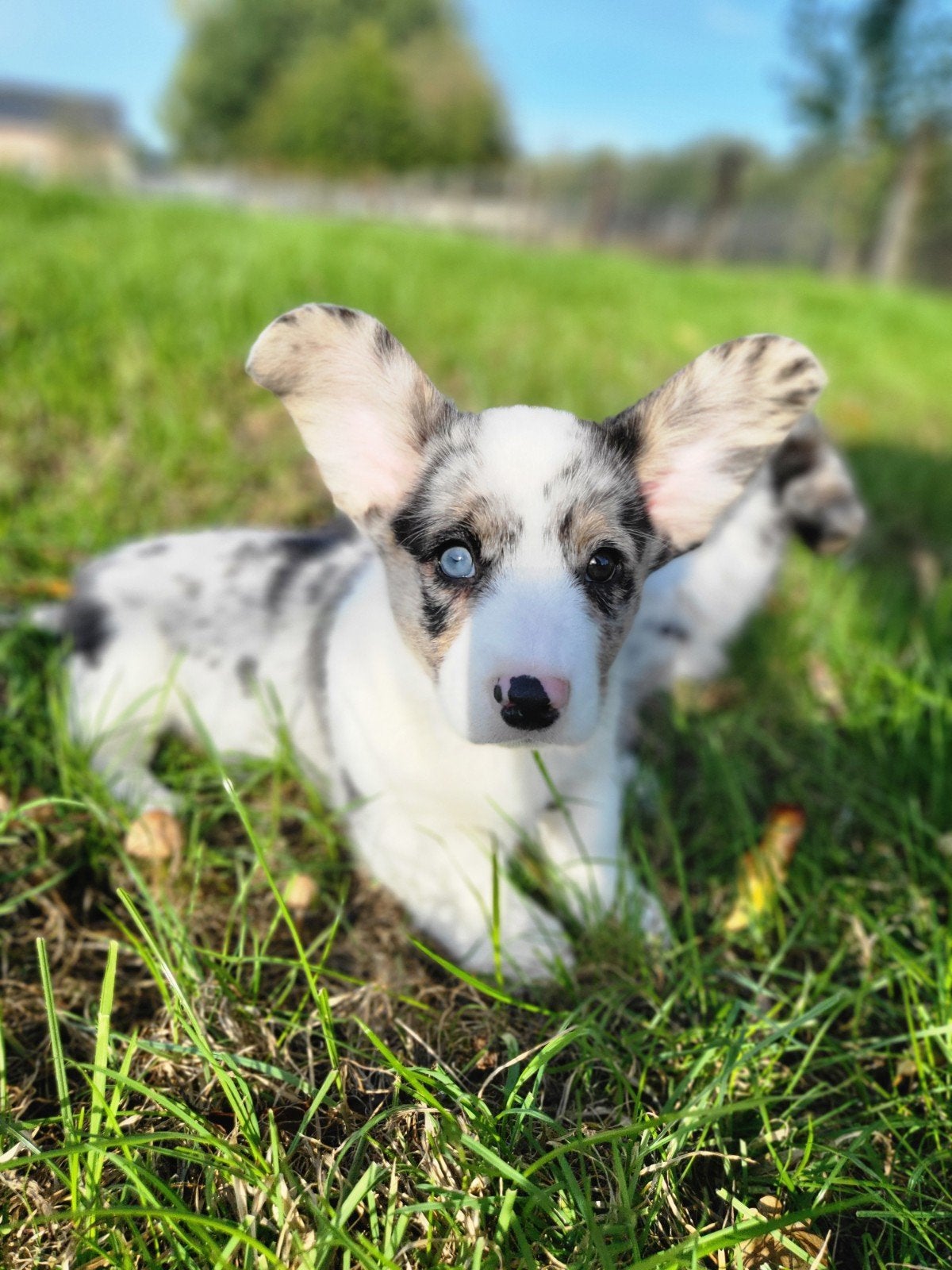 Welsh Corgi Cardigan pups / Corgi pups