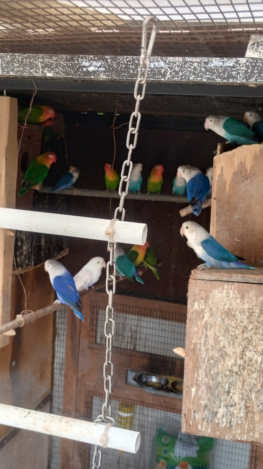 Lot fischeries,  fischerie dwergpapegaai, Dieren en Toebehoren, Vogels | Parkieten en Papegaaien