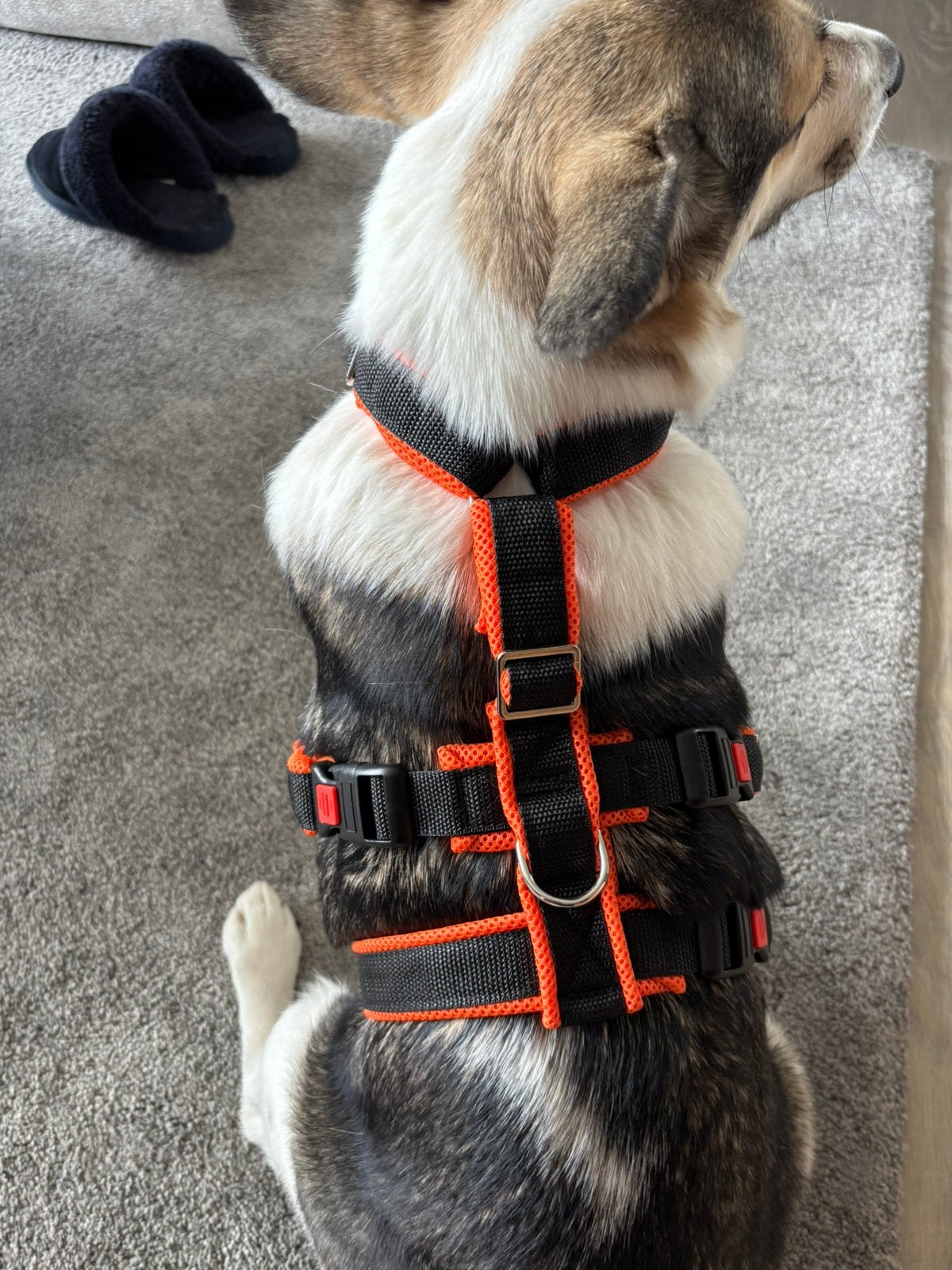 Wandeltuig voor honden ( corgi formaat), Dieren en Toebehoren, Ophalen of Verzenden, Nieuw